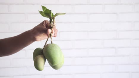 mano sosteniendo un montón de mangos verdes frescos