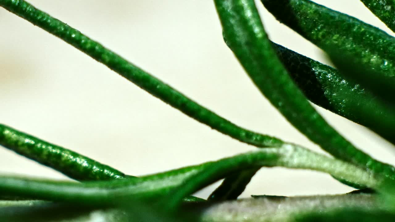 4k에서 요리하기 위해 매크로 비디오에서 신선한 로즈마리 가지를 촬영하는 것