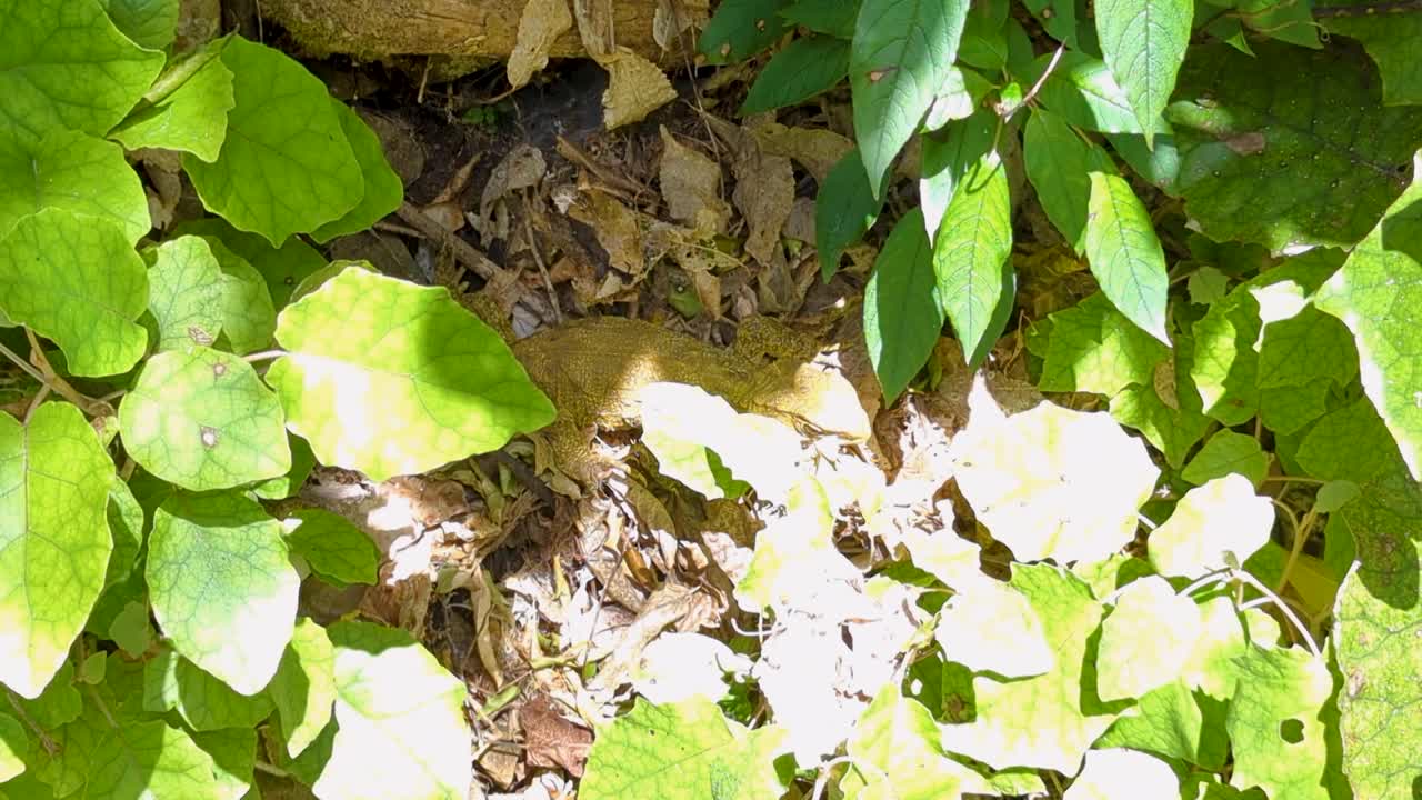 Rare Tuatara reptile walks into sunlight amongst leaves on forest floor in Wellington, New Zealand Aotearoa