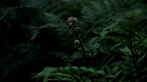 Delicate-fern-shoot-between-dark-green-foliage