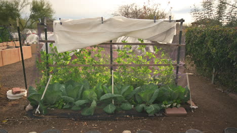 community kitchen garden