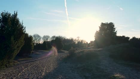 people walking on a sandy path in a forest at sunset