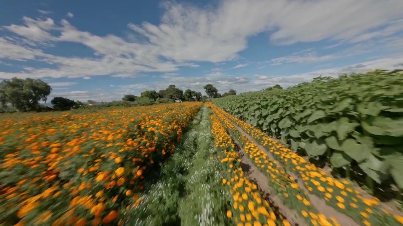 RIPRESA CON DRONE FPV DI FIORI DI CEMPASÚCHIL IN UN CAMPO A COPÁNDARO, MICHOACÁN.