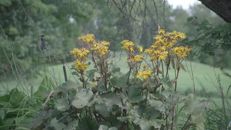 Eine-Gruppe-Gelber-Blumen-Mit-Schmetterlingen-Neben-Einem-Baum