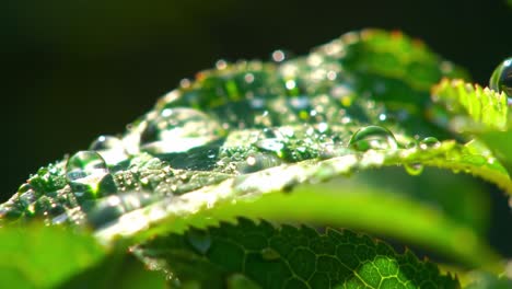 a beautiful close-up of dewdrops on lush green leaves capturing the essence of nature's serenity and the subtle intricacies of plant life