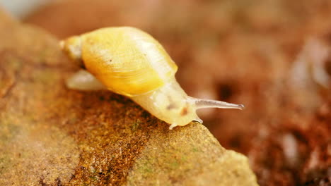 snail crawls along edge of rock