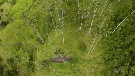 Andenkondor-Fliegt-Hoch-über-Wachspalmen-Im-Kolumbianischen-Cocora-Tal