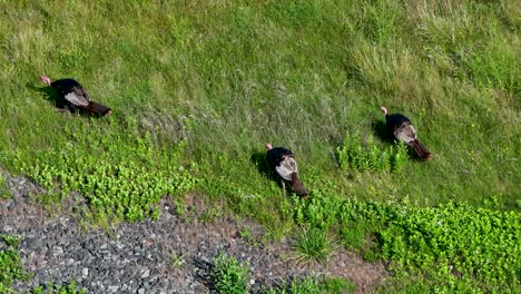 Aerial-view-of-three-Wild-Turkeys-feeding-in-a-field