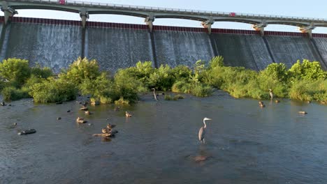 Blue-herons-and-ducks-fishing-in-wetlands-under-reservoir-spillway,-Hoover-Reservoir,-Ohio