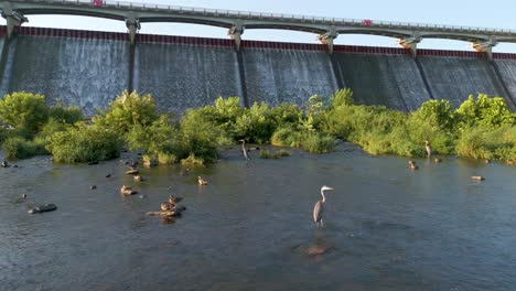 blue herons and ducks fishing in wetlands under reservoir spillway, hoover reservoir, ohio