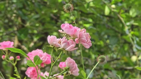 damask rose (rosa damascena) swaying gracefully in the wind