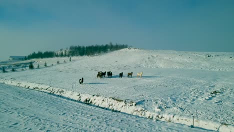 a 4k drone, cinematic, aerial, unique capture of horses unleashed in the snow-blanketed landscape in the wintertime