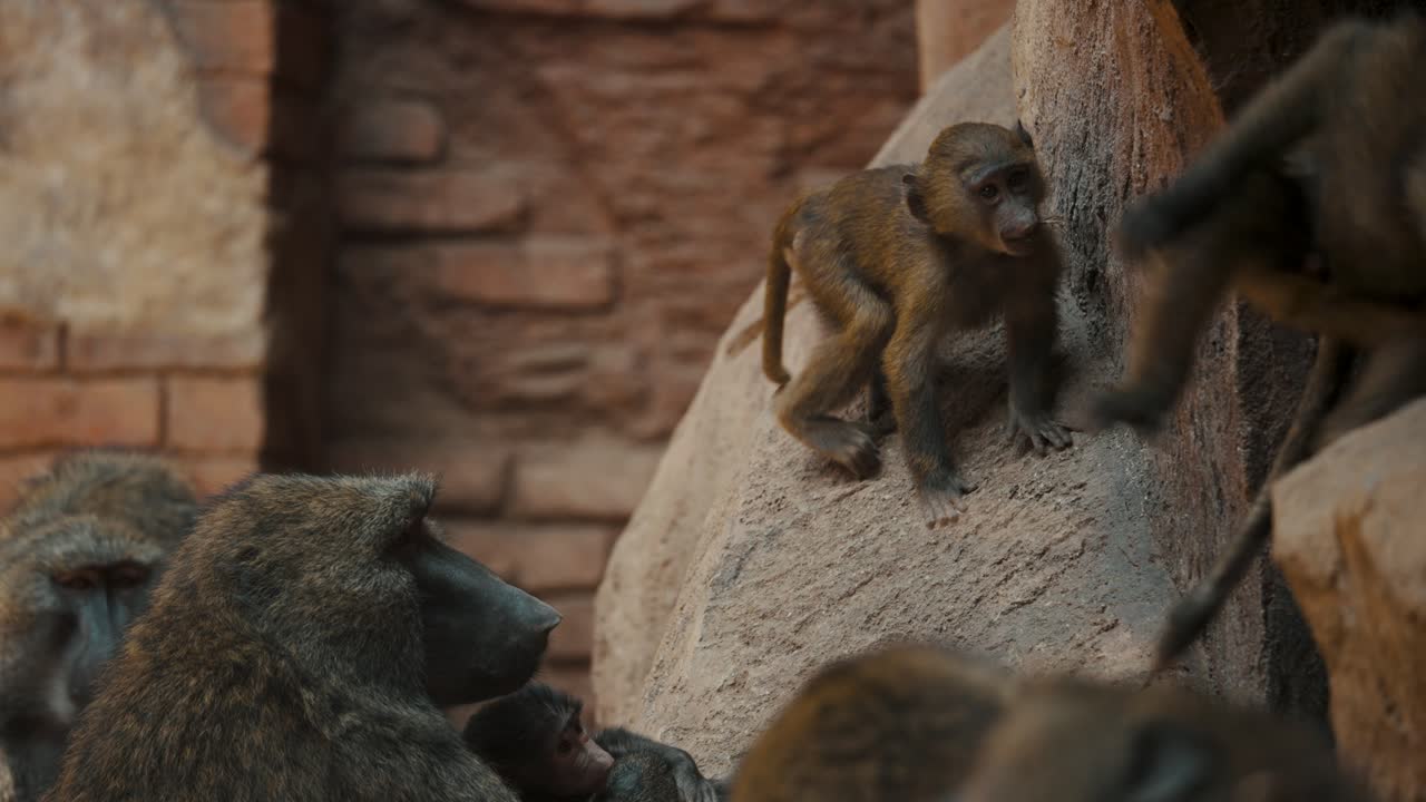 jóvenes babuinos jugando en las rocas con adultos mirando
