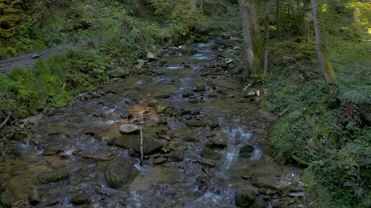 Crystalline creek course flanked by a dirt path through the green forest in the daylight in Bistriski Vintgar Slovenia