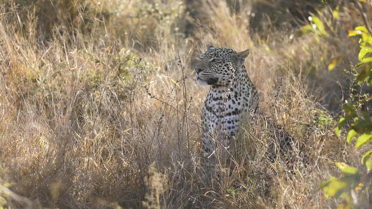 plano amplio de un leopardo sentado en la hierba seca, mayor kruger