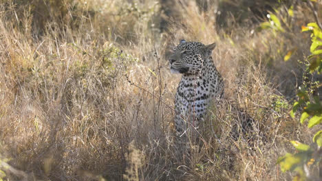 Toma-Amplia-De-Un-Leopardo-Sentado-En-La-Hierba-Seca,-Mayor-Kruger