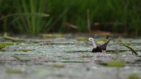 jacana feeds amid ripples and reflections in a calm lily pond
