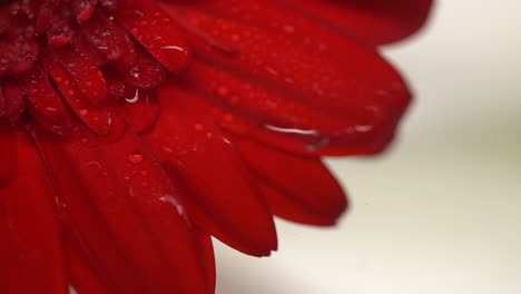 close up shot of water droplets landing on a red garden flower floating in water.