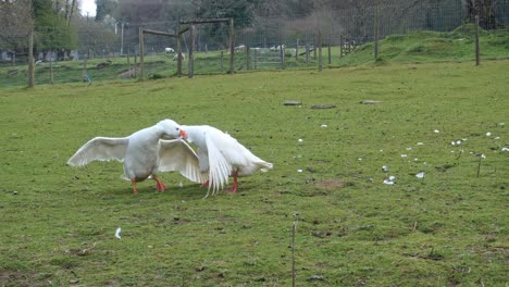 Dos-Gansos-Blancos-Peleando-En-Una-Granja