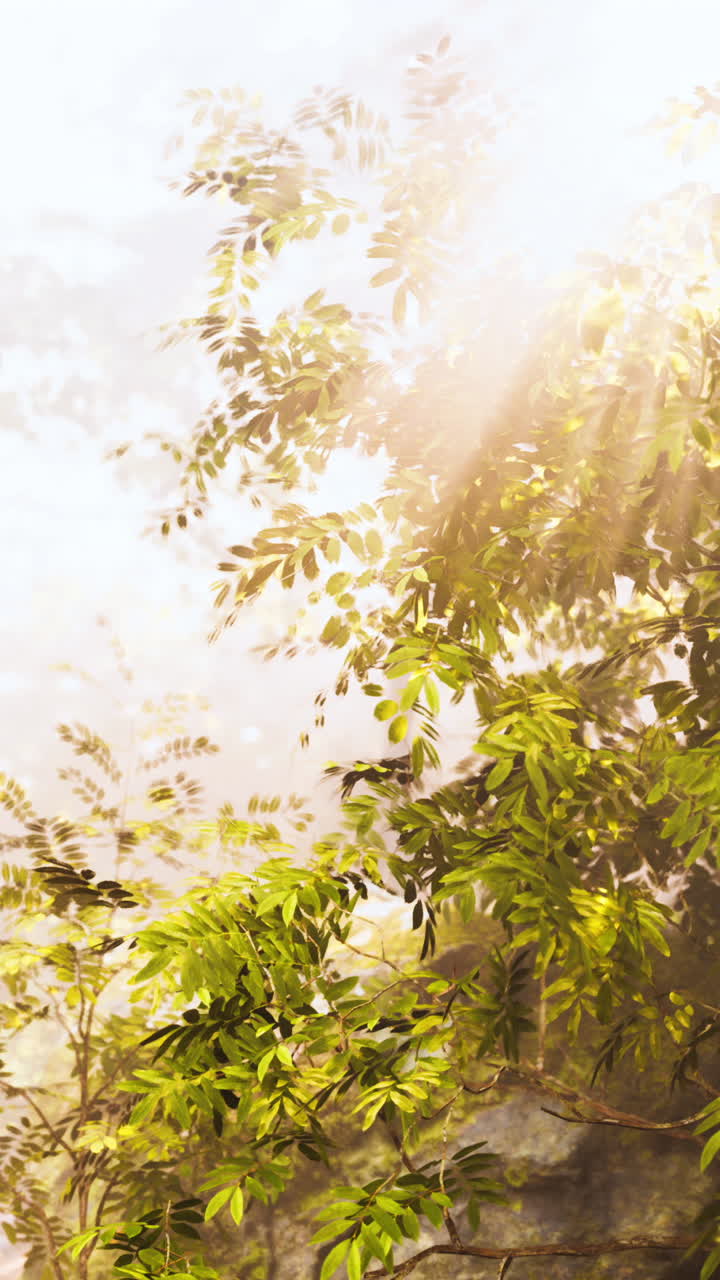 안개 숲의 해가 뜨는 것