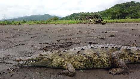 large crocodile laying on beach on river