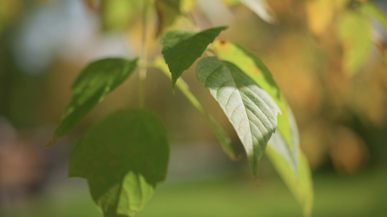 Close up of green leaves gently swaying in natural light with sunlight filtering through highlighting their texture and subtle color variations. Background remains softly blurred throughout
