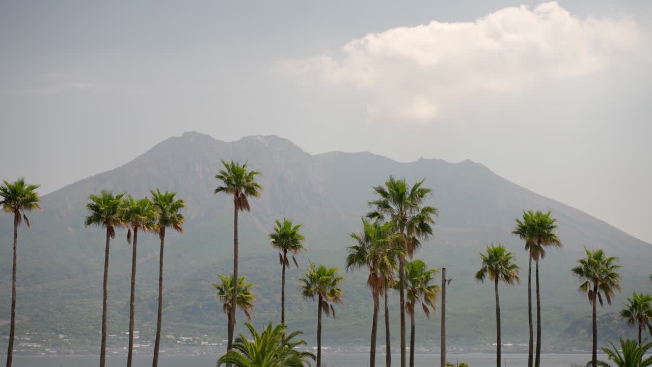 Beautiful scenery of Washintonia Palm and Sakurajima