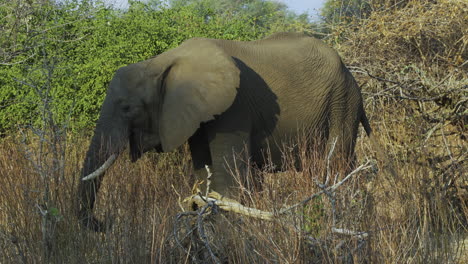 Female-African-elephant-feeding-on-tall-grass-during-dry-season