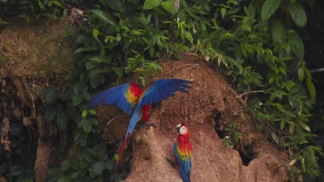 scarlet macaw pair adjusting their positions on the chuncho clay lick to enjoy the nutrients together