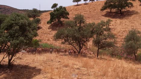 herd of goats walking and running to the