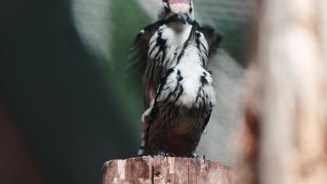 Pájaros-Apareándose-Día-De-Verano