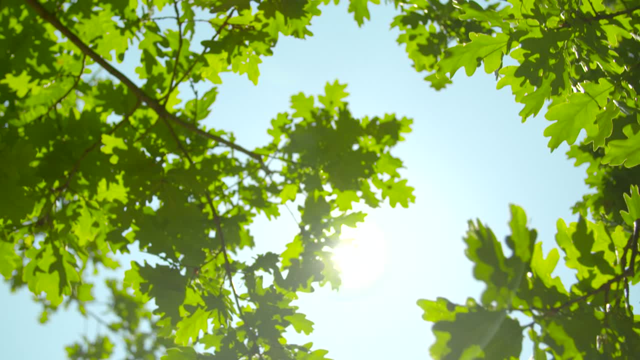 солнечный свет сквозь листья дуба 01