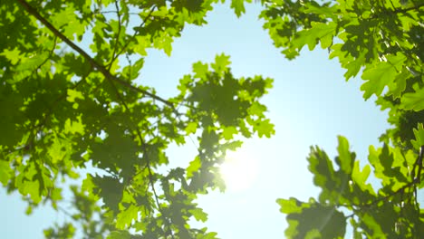 sunlight through oak tree leaves 01