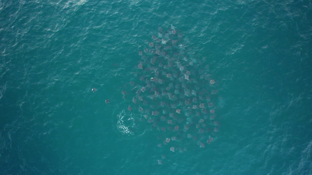 미국의 청록색 바다에 있는 모불라 광선 편대 위의 공중 전망 - 오버헤드, 드론 샷