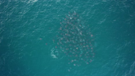 Vista-Aérea-Sobre-Un-Escuadrón-De-Rayas-Mobula-En-Aguas-Turquesas-De-América---Sobrecarga,-Disparo-De-Drones