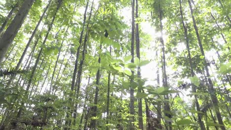 movement, sunlight through the leaves in the middle of the forest