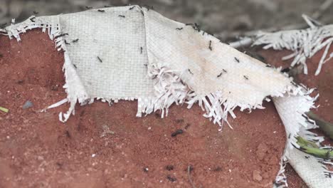 hormigas en una pieza de tela rasgada sobre un montículo de tierra