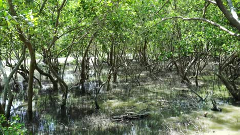 mangrove forest near coastline as a protector