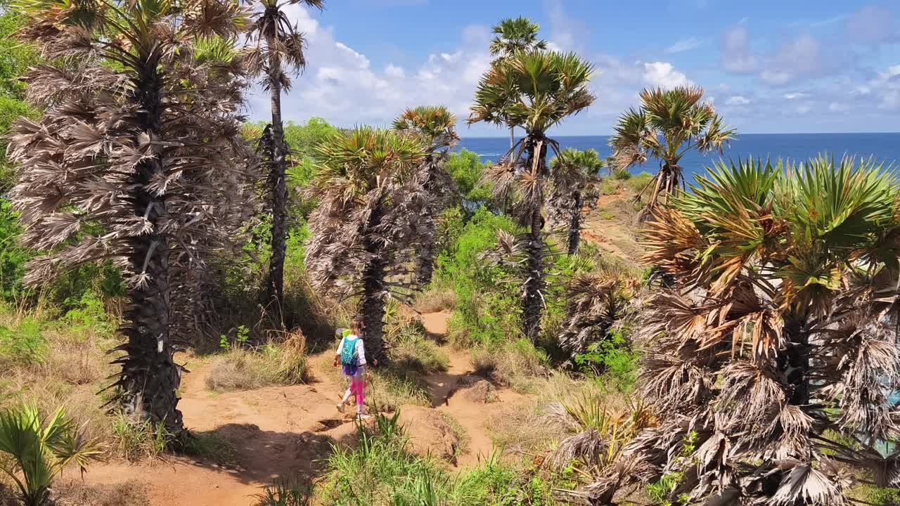 Palm Tree Path to the Ocean