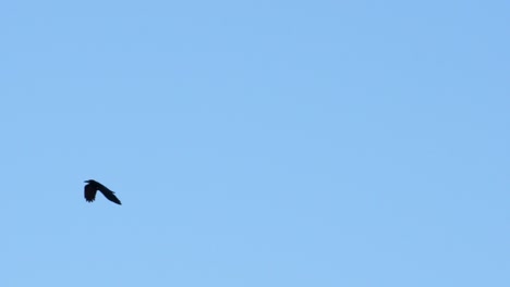 Group-of-ravens-flying-in-blue-sky-in-slow-motion