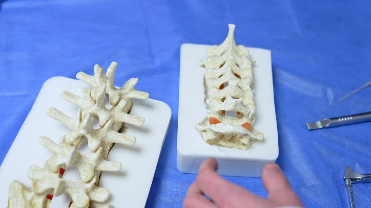 Demonstration of a modern medical tool on the model of spine. Unrecognized medic educator explaining neurosurgery in practice.