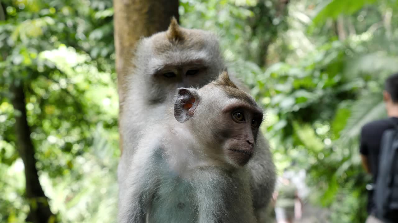 mono madre acicalando tiernamente a un hermano menor en una selva tropical