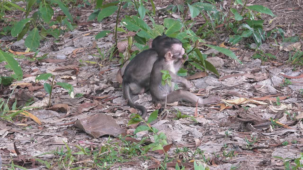 dos monos macacos bebés forrajeando en la maleza