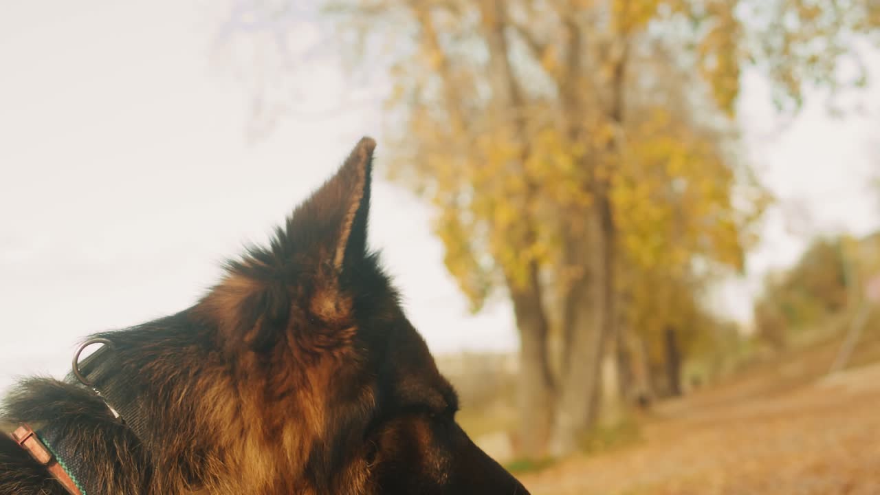 German Shepherd in Autumn Park
