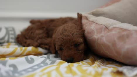 newborn goldendoodle puppy resting and sleeping on blankets