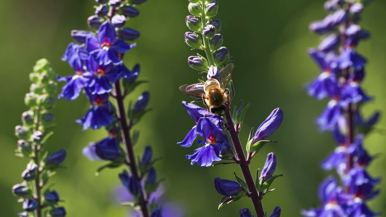 Close-up video of a bee on vibrant purple flowers, captured at eye level