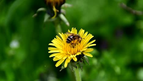 bee collecting pollen from flower