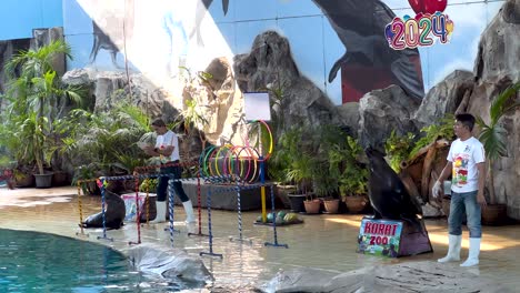 sea lion performs tricks with trainer at zoo