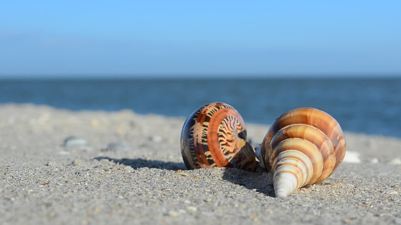 Conchas de berberecho sobre la arena con las olas de fondo. Grabación en la playa