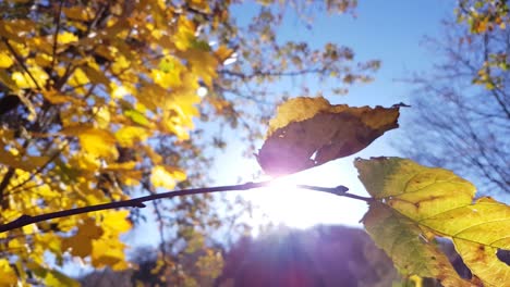 close-up view of autumn yellow leaves and the sunlight shining through it